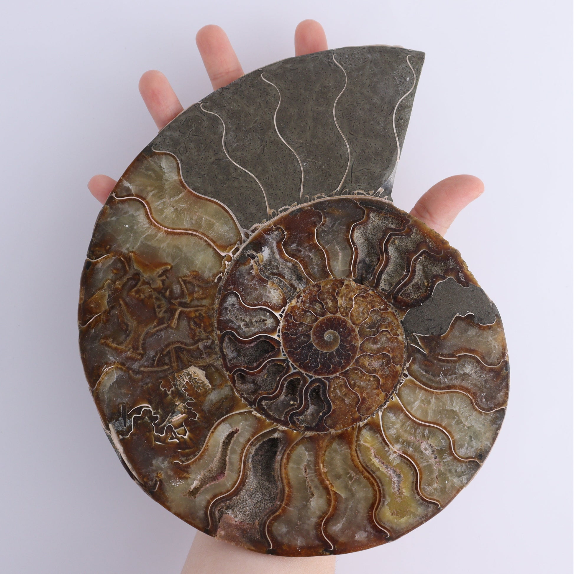 Ammonite Pair - Expert Wholesale and Supplier of Wholesale Crystals & Bulk Gemstones, ["Ammonite","Madagascar","shells"]