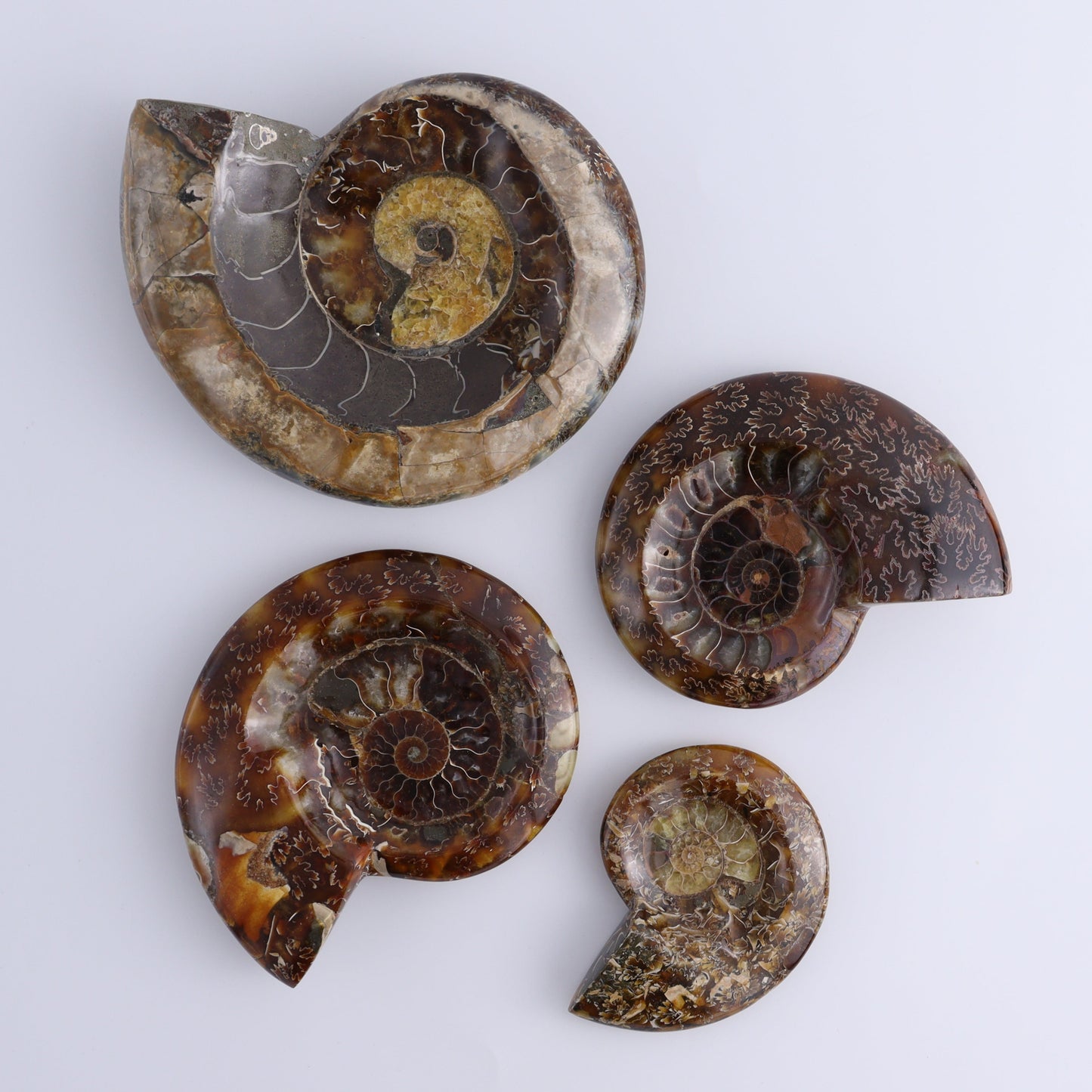 Ammonite Bowls Set of 4 - Expert Wholesale and Supplier of Wholesale Crystals & Bulk Gemstones, ["Ammonite","close_30","Madagascar","shells"]