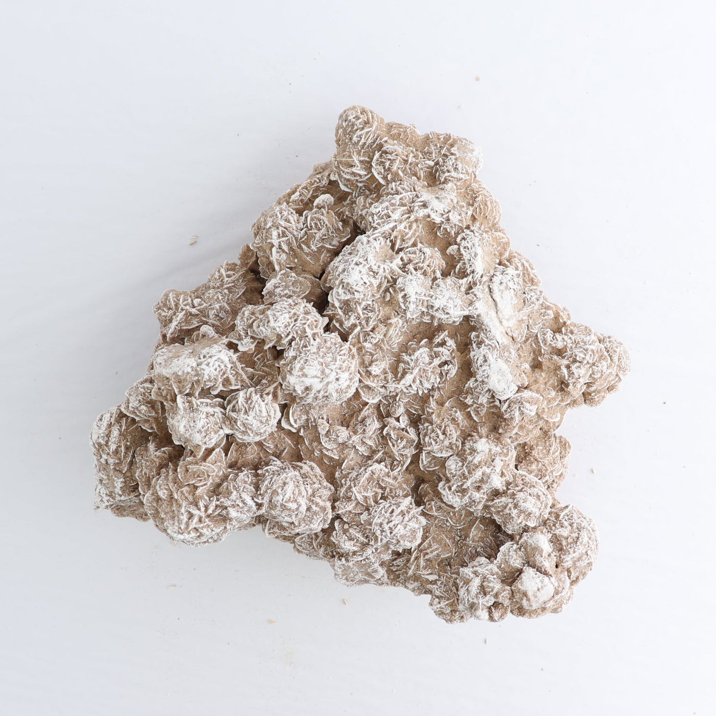 Desert Rose Set of 2