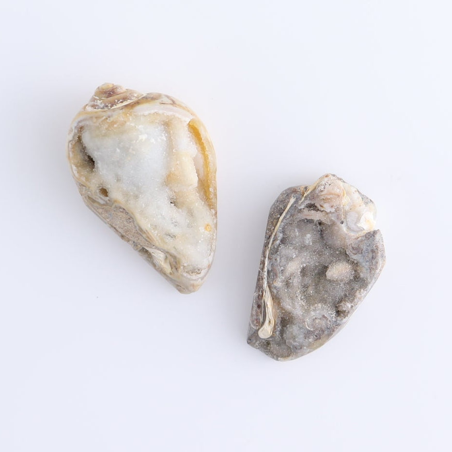 Crystalized Shells Set of 4