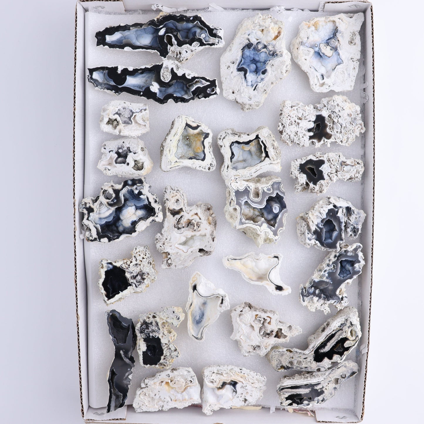 Agatized Coral Flat - Expert Wholesale and Supplier of Wholesale Crystals & Bulk Gemstones, ["Agate","Agatized Coral","Coral","United States"]