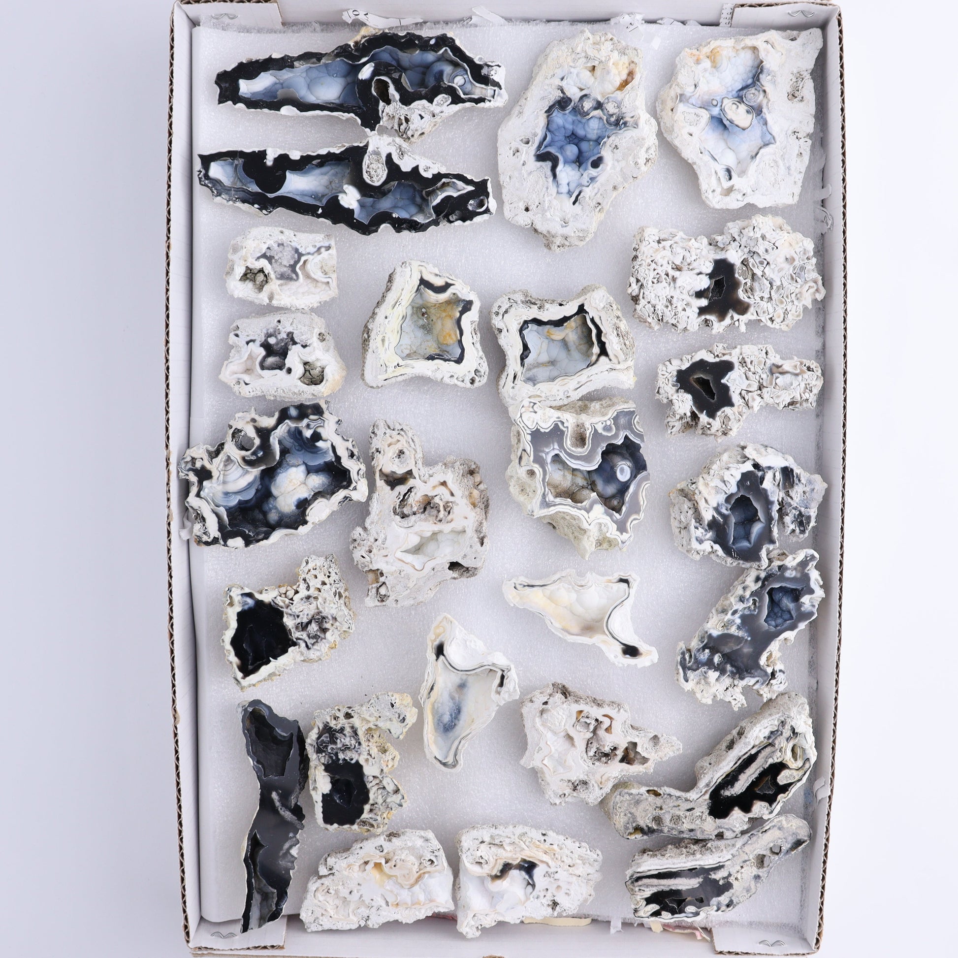 Agatized Coral Flat - Expert Wholesale and Supplier of Wholesale Crystals & Bulk Gemstones, ["Agate","Agatized Coral","Coral","United States"]