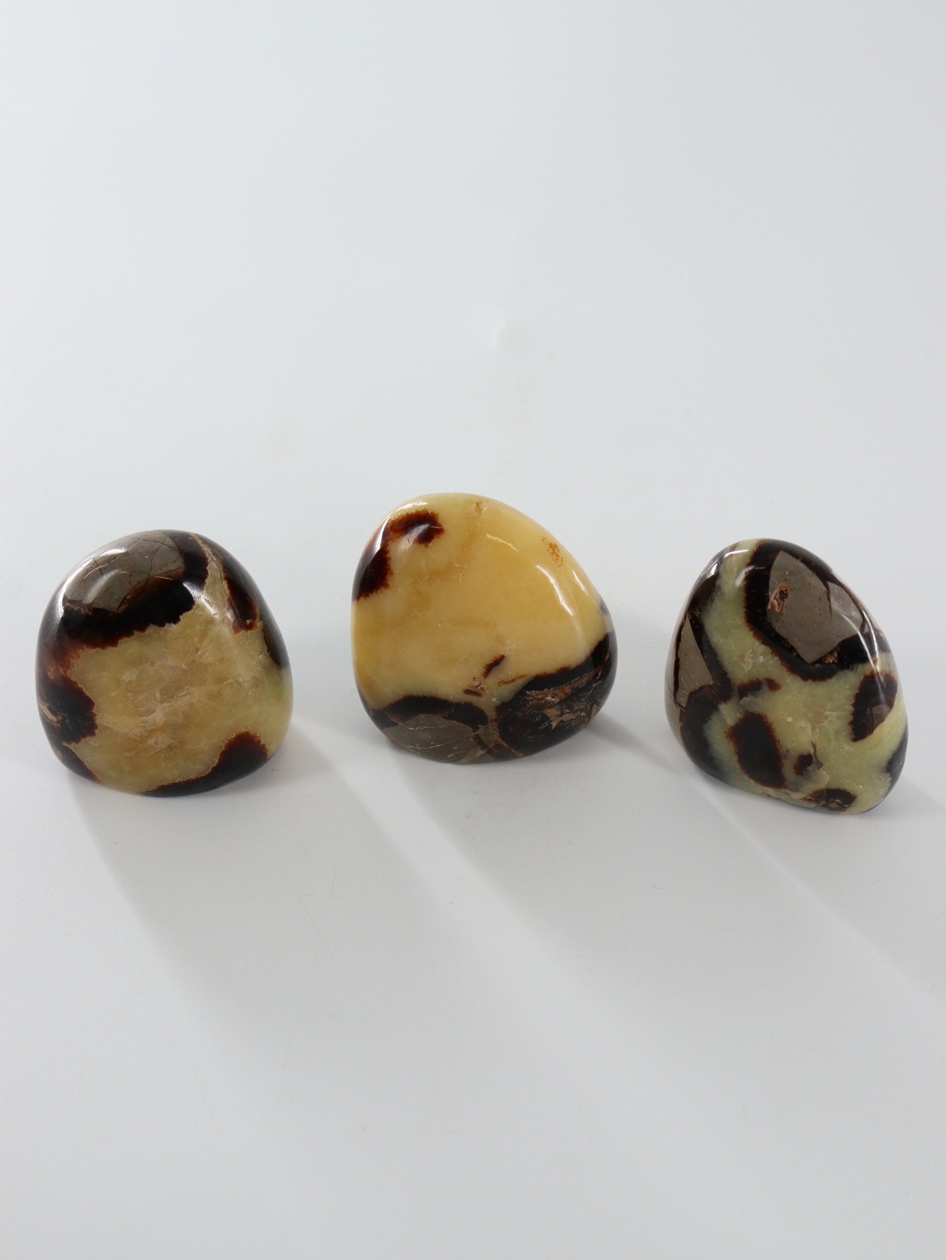 Septarian Freeforms Set of 12 - Expert Wholesale and Supplier of Wholesale Crystals & Bulk Gemstones, []