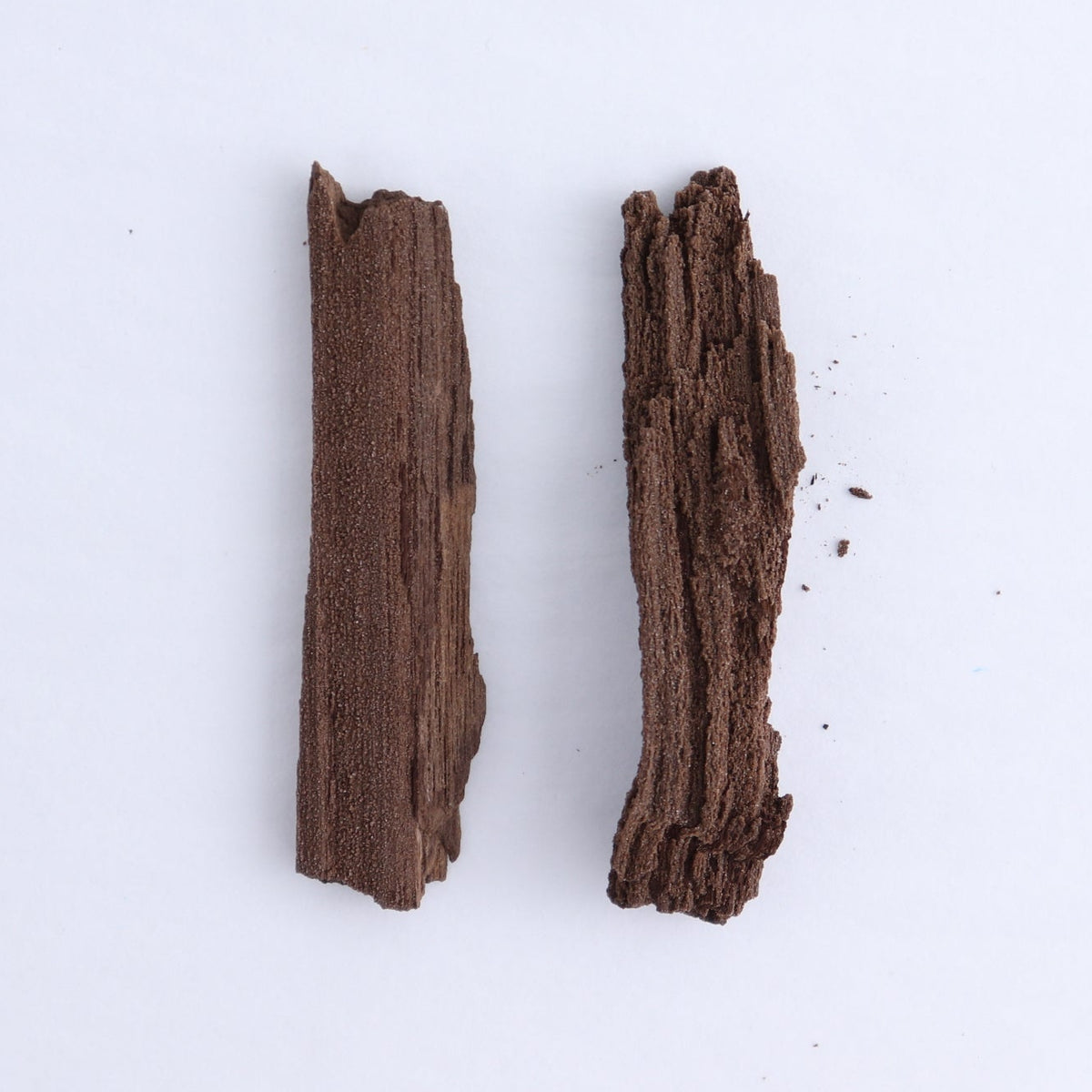 Permineralized Wood Flat of 6