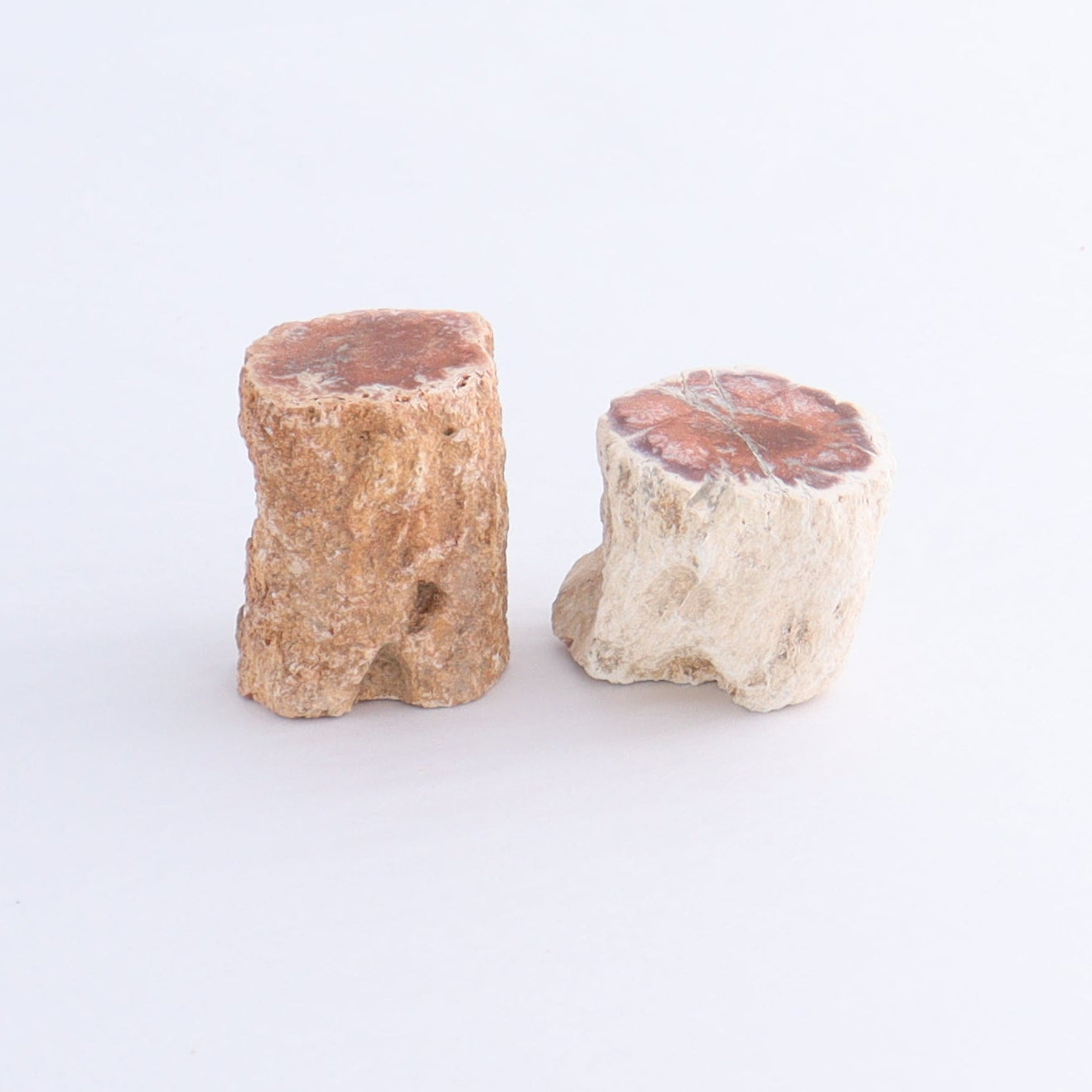Petrified Wood Cut Bases Set of 10 - Expert Wholesale and Supplier of Wholesale Crystals & Bulk Gemstones, ["Cut Base","Petrified Wood"]