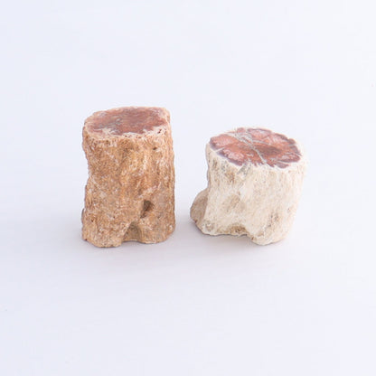 Petrified Wood Cut Bases Set of 10 - Expert Wholesale and Supplier of Wholesale Crystals & Bulk Gemstones, ["Cut Base","Petrified Wood"]