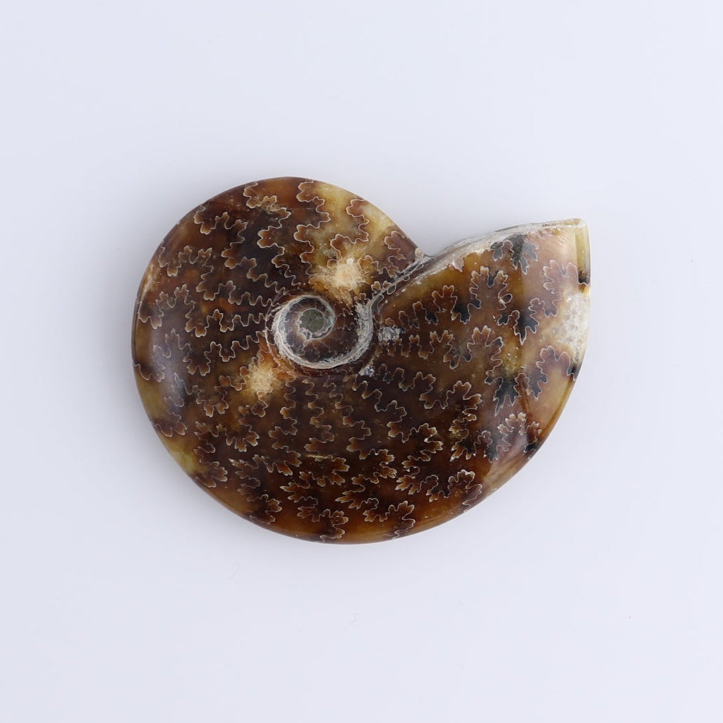 Ammonite Shells Set of 5