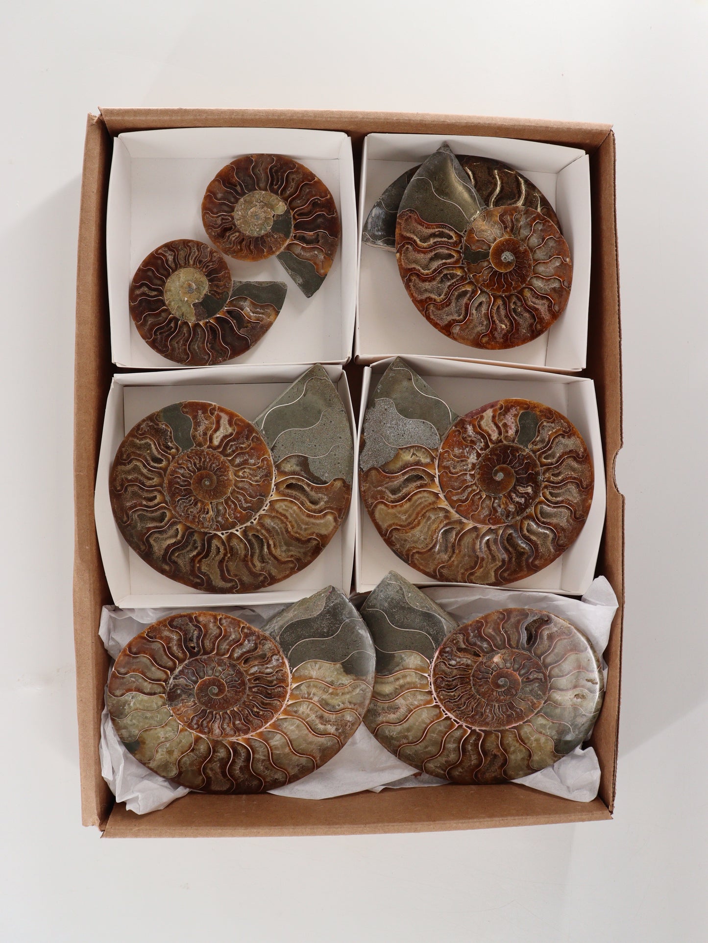 Ammonite Pairs Set of 4