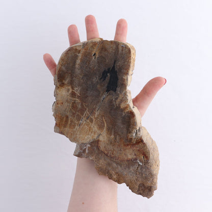 Petrified Wood Slices & Slabs Set of 4