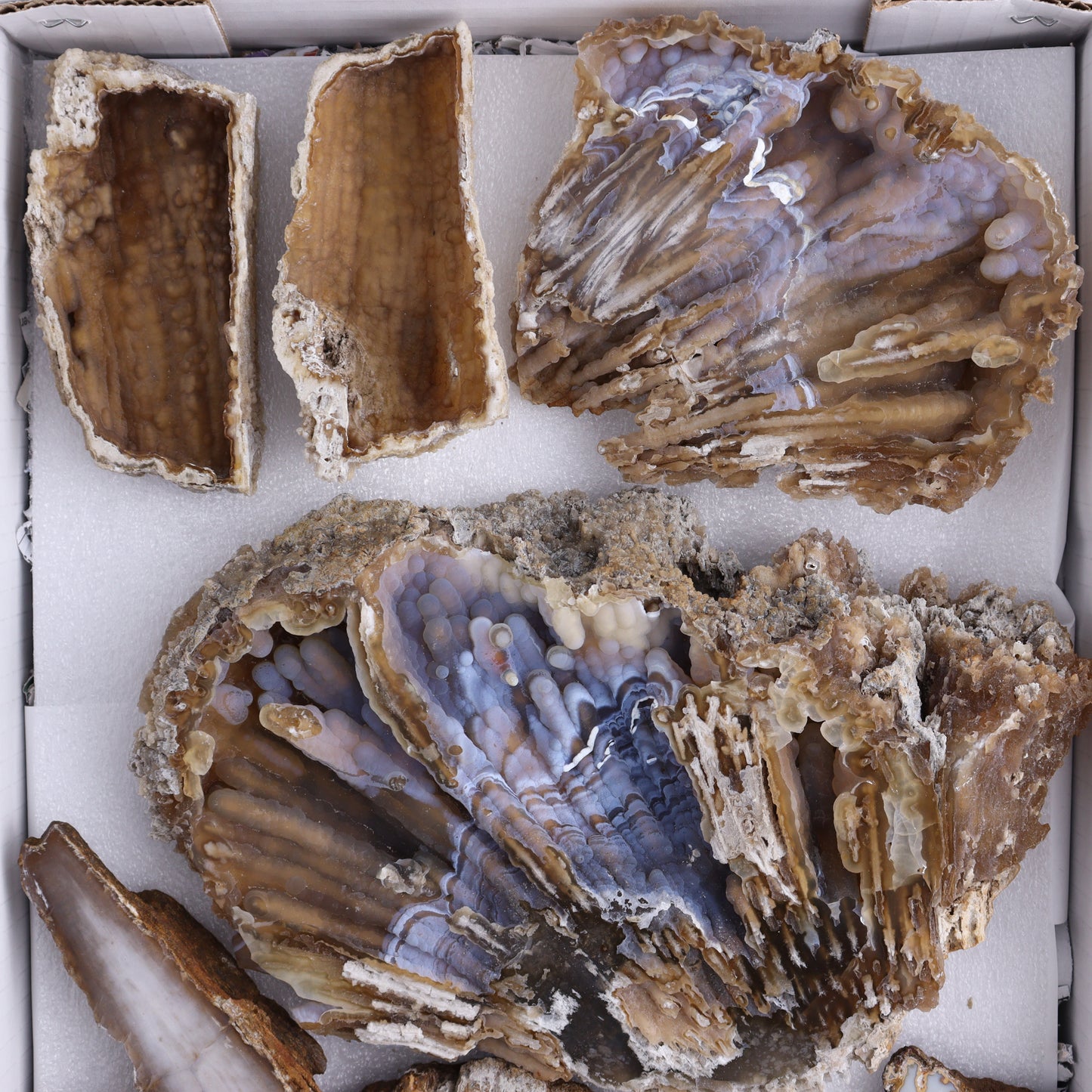 Agatized Coral Flat - Expert Wholesale and Supplier of Wholesale Crystals & Bulk Gemstones, ["Agate","Agatized Coral","Coral","United States"]