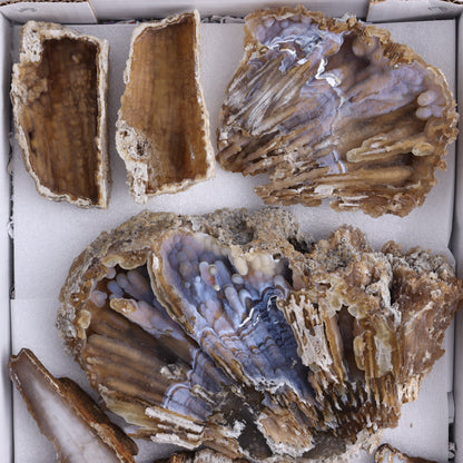 Agatized Coral Flat - Expert Wholesale and Supplier of Wholesale Crystals & Bulk Gemstones, ["Agate","Agatized Coral","Coral","United States"]