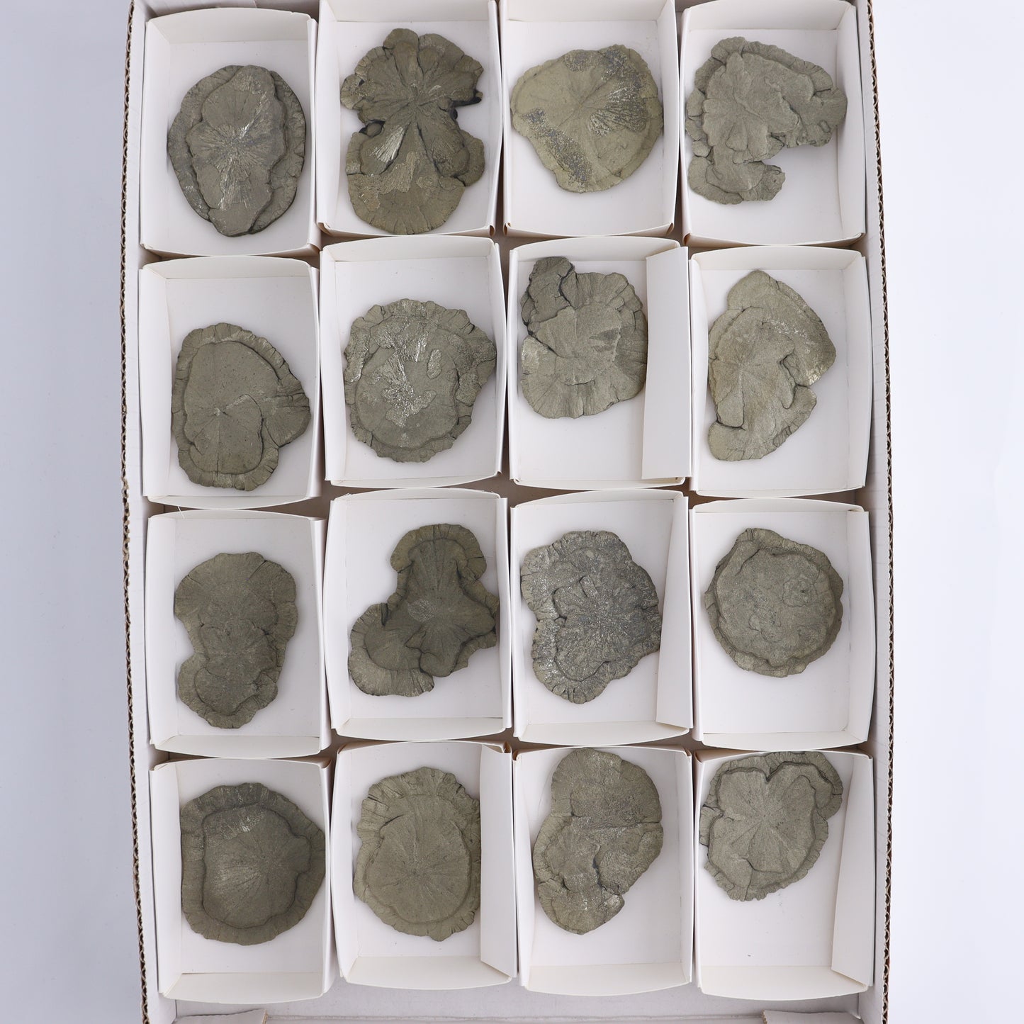 Pyrite Suns Flat of 16 - Expert Wholesale and Supplier of Wholesale Crystals & Bulk Gemstones, ["Pyrite","Suns","United States"]