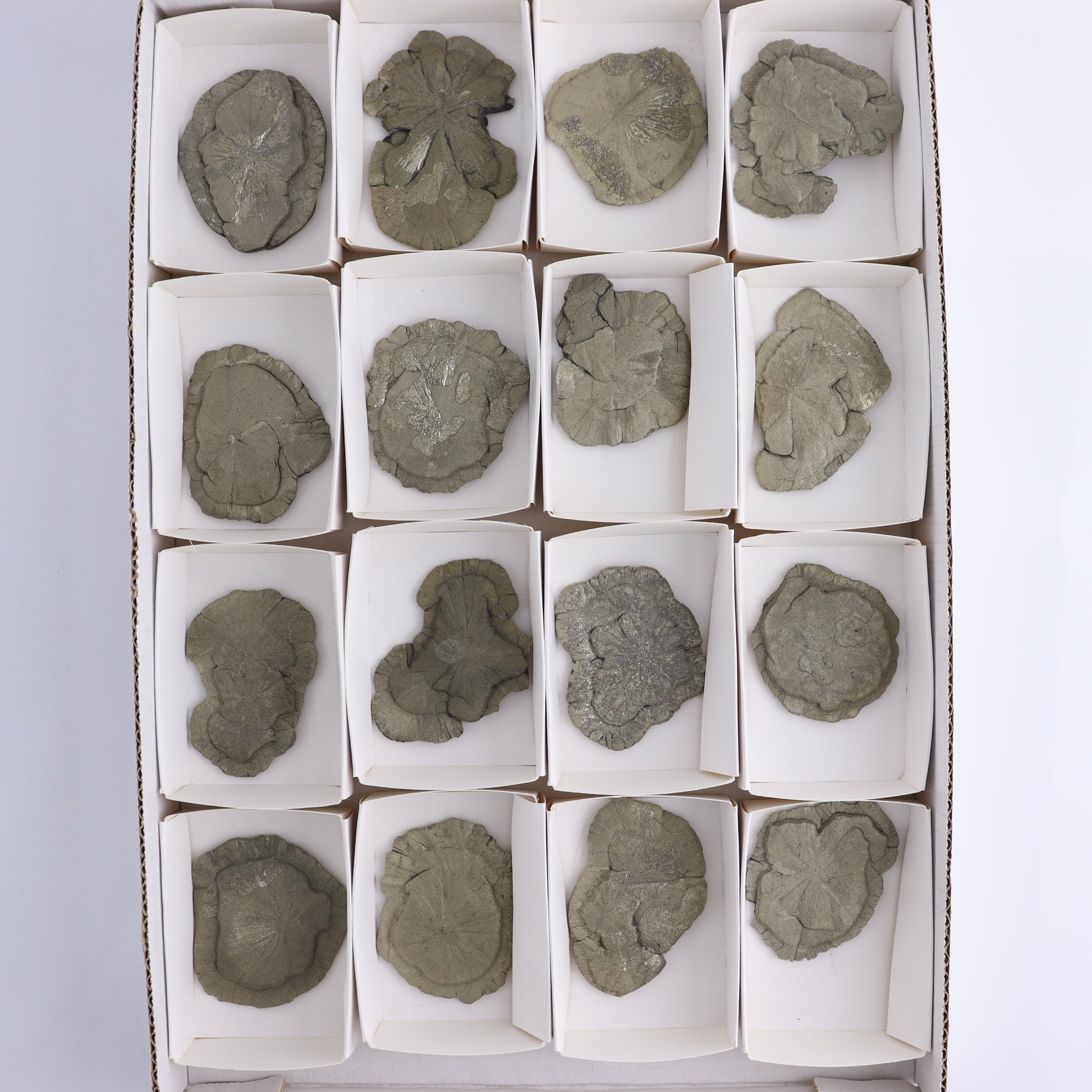 Pyrite Suns Flat of 16 - Expert Wholesale and Supplier of Wholesale Crystals & Bulk Gemstones, ["Pyrite","Suns","United States"]