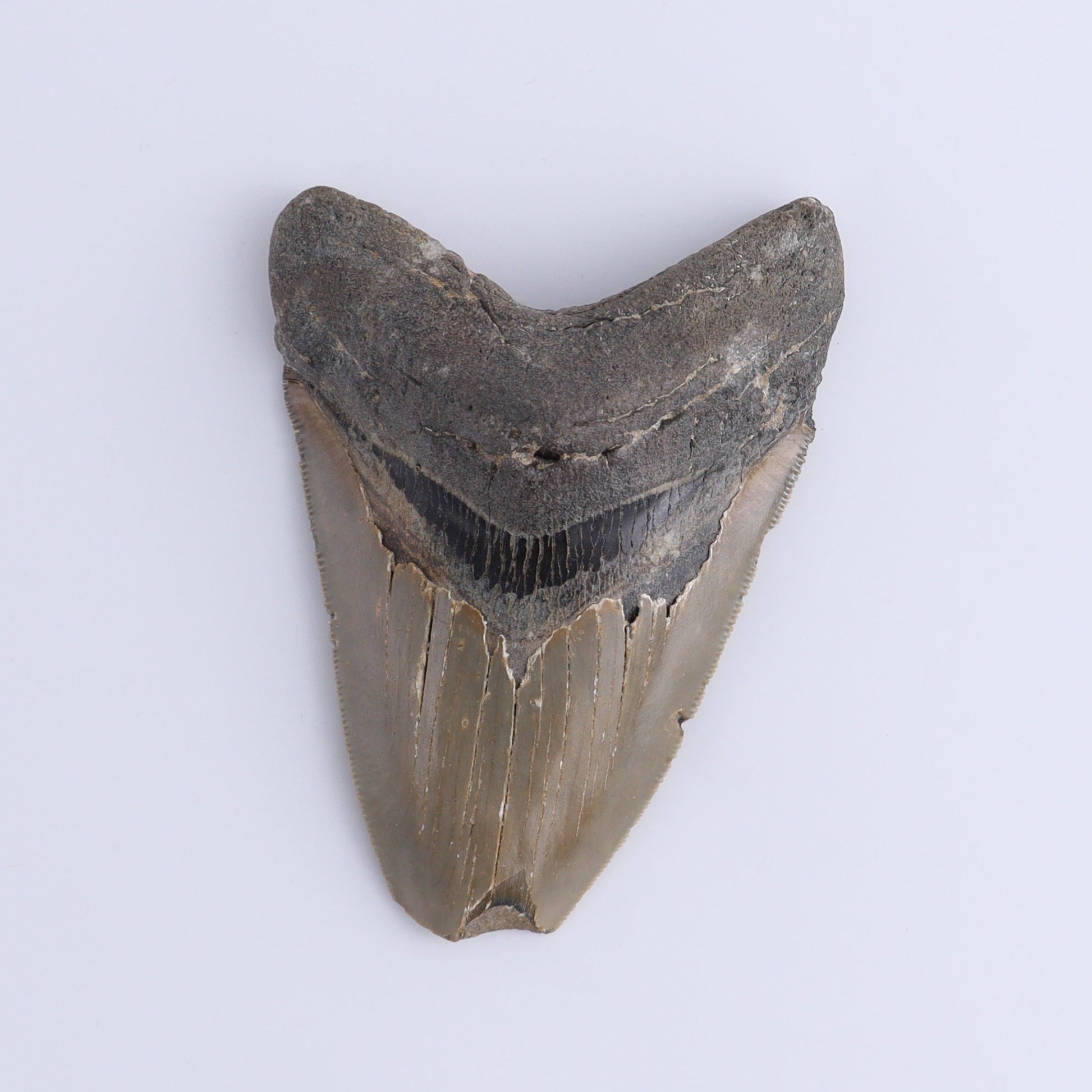 Megalodon Teeth Set of 3 - Expert Wholesale and Supplier of Wholesale Crystals & Bulk Gemstones, ["Megalodon Teeth","United States"]