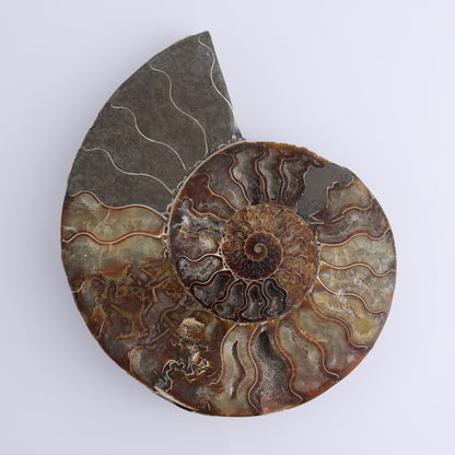 Ammonite Pair - Expert Wholesale and Supplier of Wholesale Crystals & Bulk Gemstones, ["Ammonite","Madagascar","shells"]