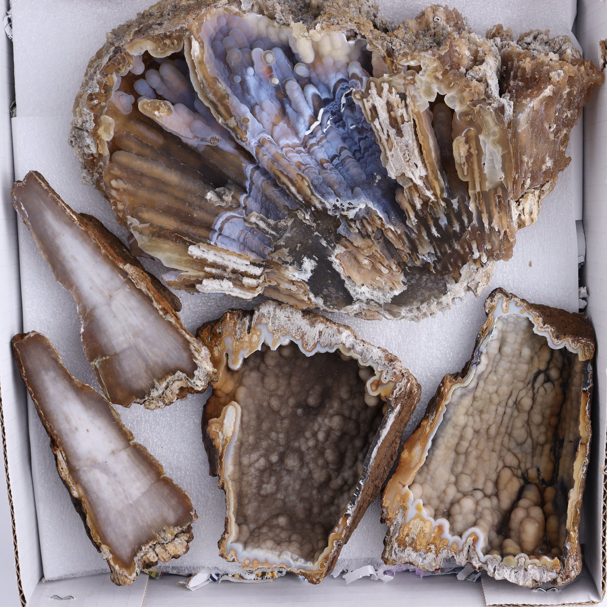 Agatized Coral Flat - Expert Wholesale and Supplier of Wholesale Crystals & Bulk Gemstones, ["Agate","Agatized Coral","Coral","United States"]