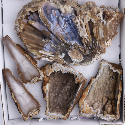 Agatized Coral Flat - Expert Wholesale and Supplier of Wholesale Crystals & Bulk Gemstones, ["Agate","Agatized Coral","Coral","United States"]