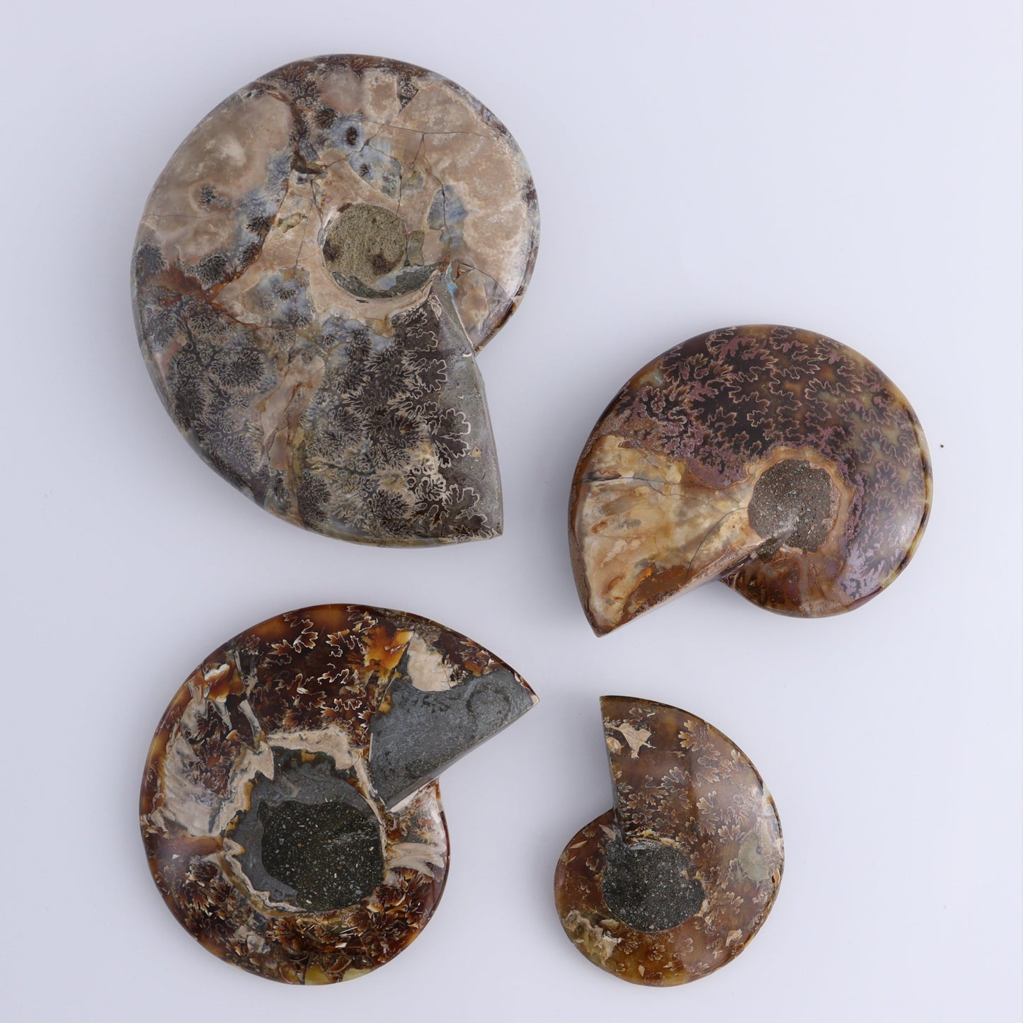Ammonite Bowls Set of 4 - Expert Wholesale and Supplier of Wholesale Crystals & Bulk Gemstones, ["Ammonite","close_30","Madagascar","shells"]