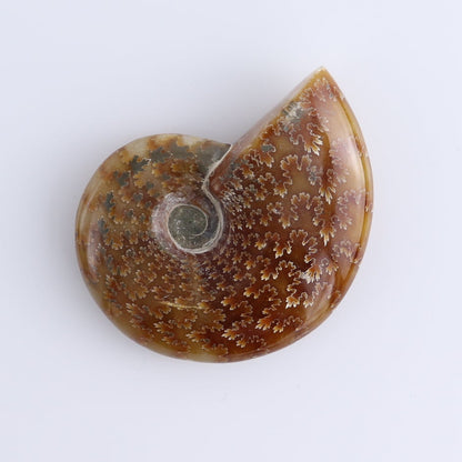 Ammonite Shells Set of 5