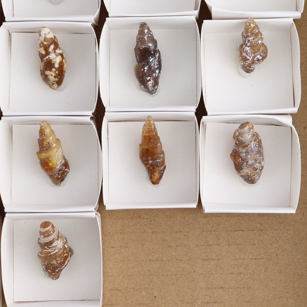 Agate-Replaced Shells Set of 18 - wholesale crystals