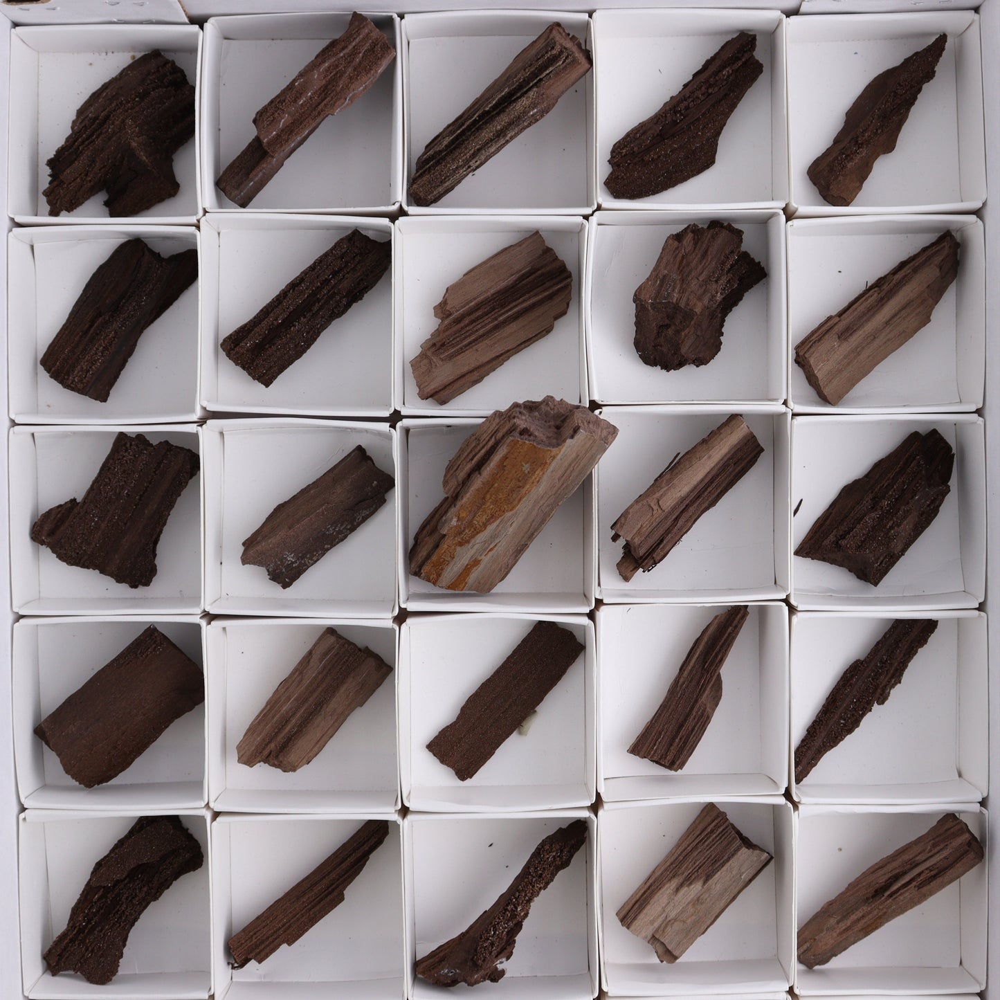 Permineralized Wood Flat of 35 - Expert Wholesale and Supplier of Wholesale Crystals & Bulk Gemstones, ["Flats","Germany","Permineralized Wood"]