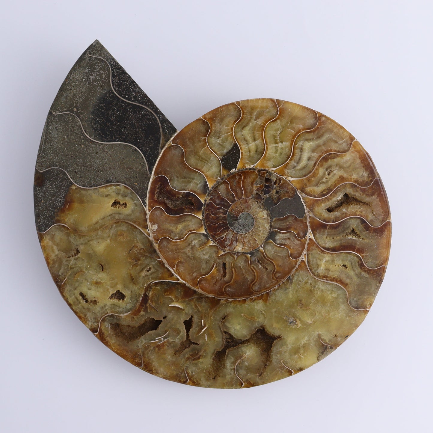 Ammonite Pair - Expert Wholesale and Supplier of Wholesale Crystals & Bulk Gemstones, ["Ammonite","Madagascar","shells"]