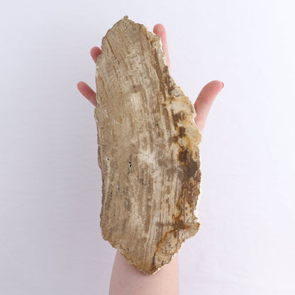 Petrified Wood Slices & Slabs Set of 4