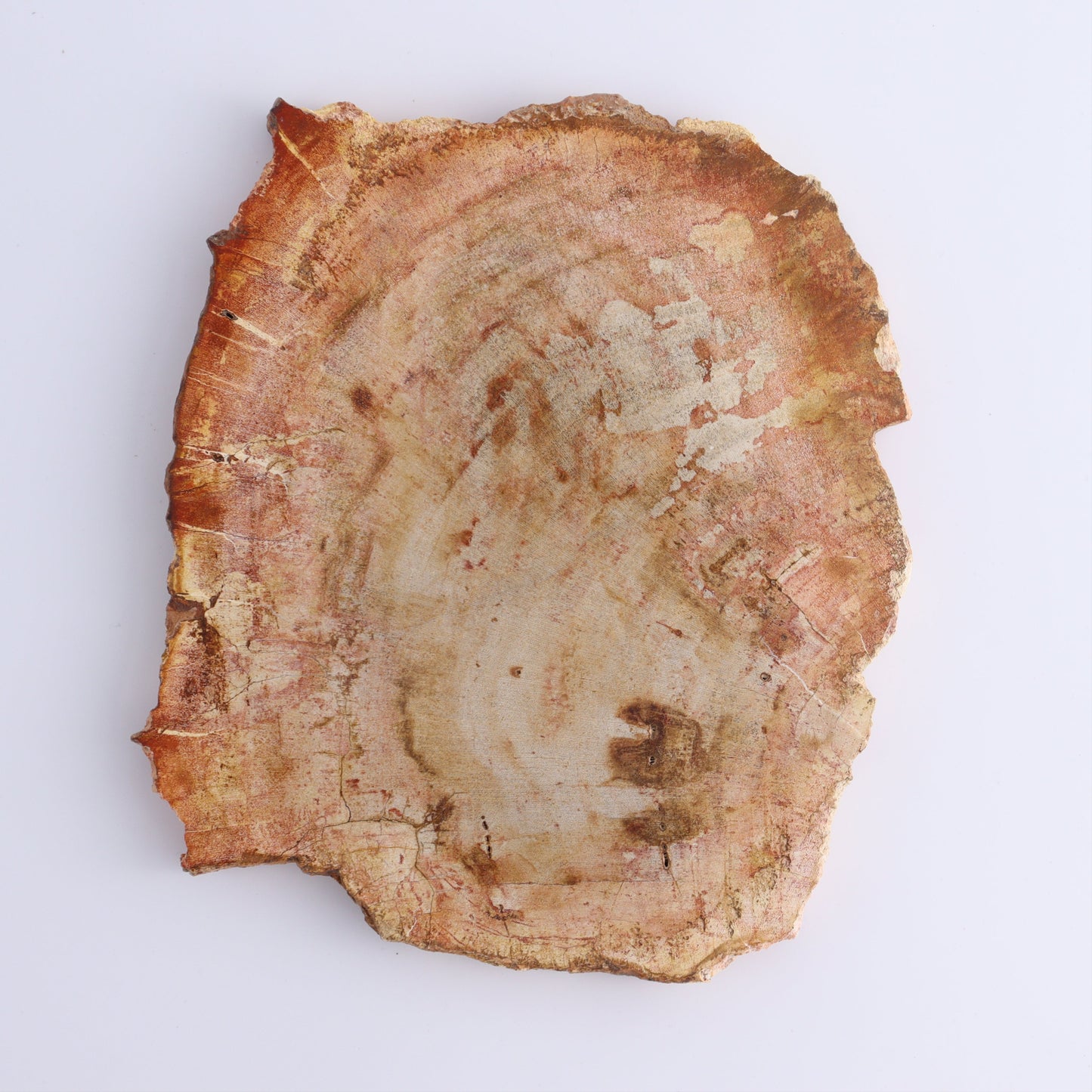 Petrified Wood Slices & Slabs Set of 3 - Expert Wholesale and Supplier of Wholesale Crystals & Bulk Gemstones, ["Freeforms","Indonesia","Petrified Wood","Slices and Slabs"]