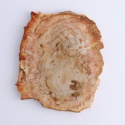Petrified Wood Slices & Slabs Set of 3 - Expert Wholesale and Supplier of Wholesale Crystals & Bulk Gemstones, ["Freeforms","Indonesia","Petrified Wood","Slices and Slabs"]