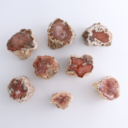 Petrified Wood Cut Bases Set of 8