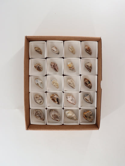 Fossil Shell Flat Set of 20 - Expert Wholesale and Supplier of Wholesale Crystals & Bulk Gemstones, []