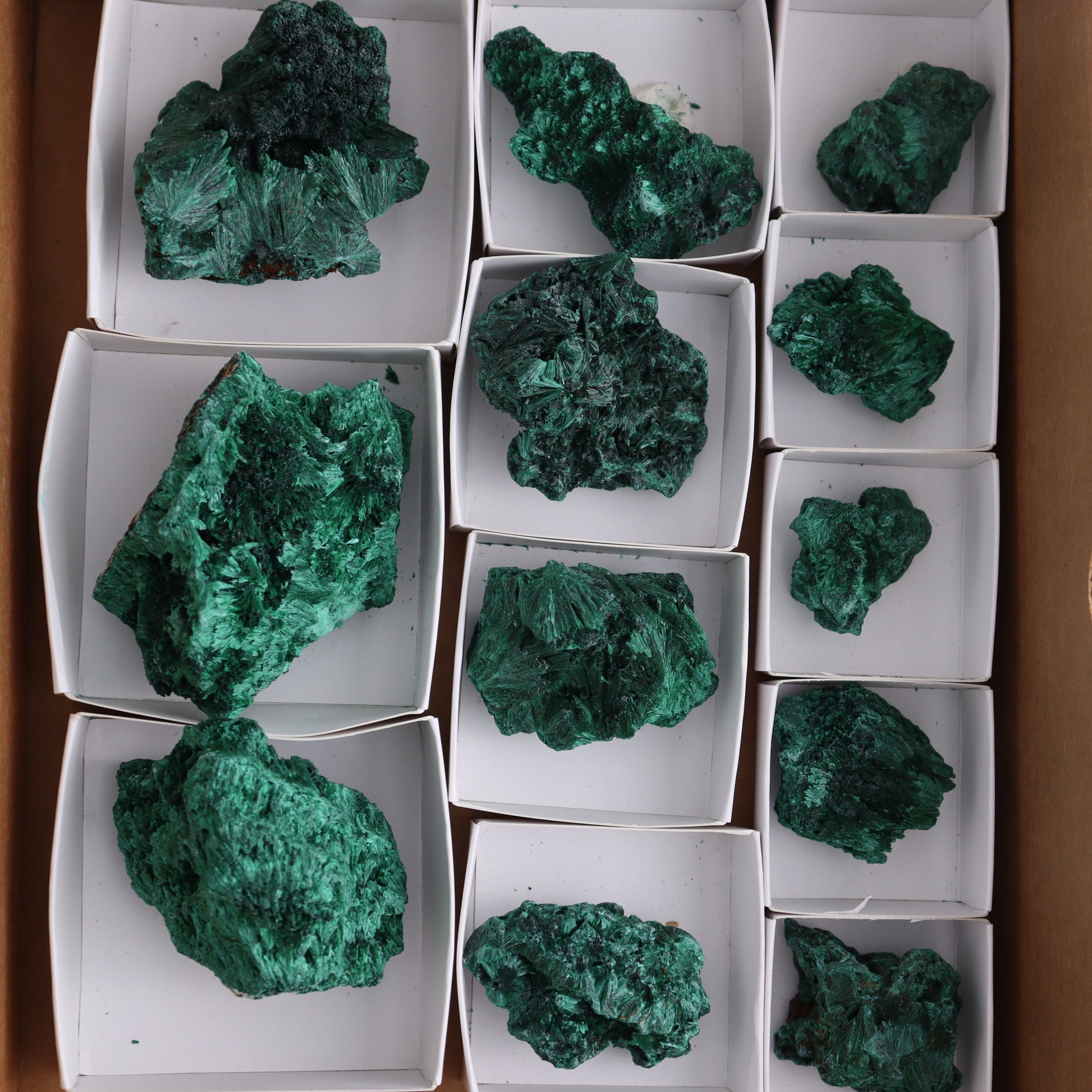 Malachite Flat of 12 - Expert Wholesale and Supplier of Wholesale Crystals & Bulk Gemstones, ["Congo","Flats","Malachite"]