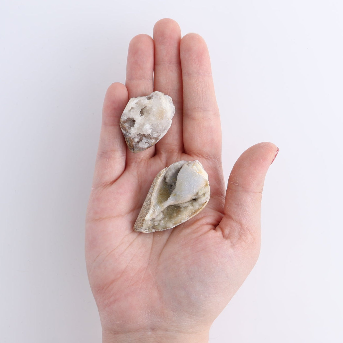 Crystalized Shells Set of 4