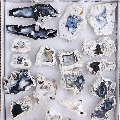 Agatized Coral Flat - Expert Wholesale and Supplier of Wholesale Crystals & Bulk Gemstones, ["Agate","Agatized Coral","Coral","United States"]