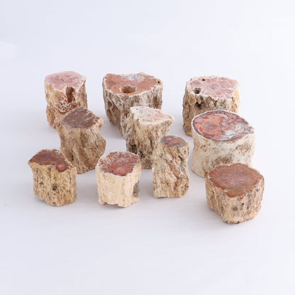 Petrified Wood Cut Bases Set of 10 - Expert Wholesale and Supplier of Wholesale Crystals & Bulk Gemstones, ["Cut Base","Petrified Wood"]