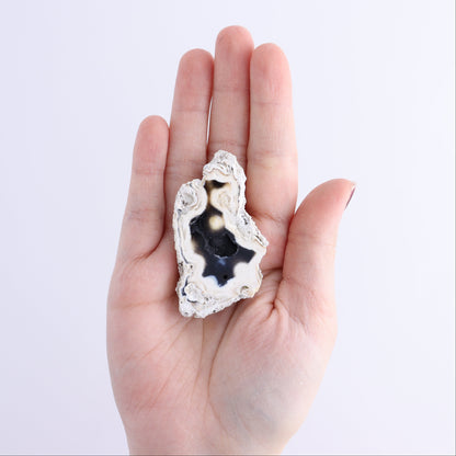 Agatized Coral Flat - Expert Wholesale and Supplier of Wholesale Crystals & Bulk Gemstones, ["Agate","Agatized Coral","Coral","United States"]