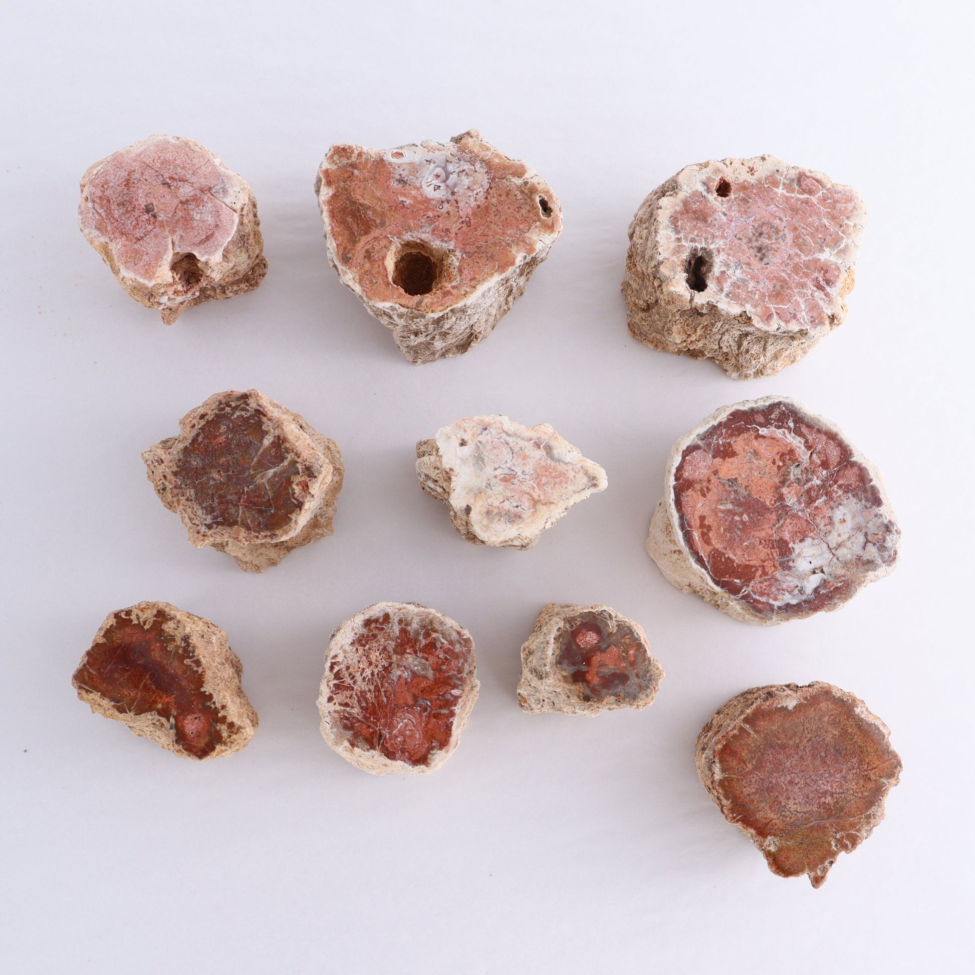 Petrified Wood Cut Bases Set of 10 - Expert Wholesale and Supplier of Wholesale Crystals & Bulk Gemstones, ["Cut Base","Petrified Wood"]