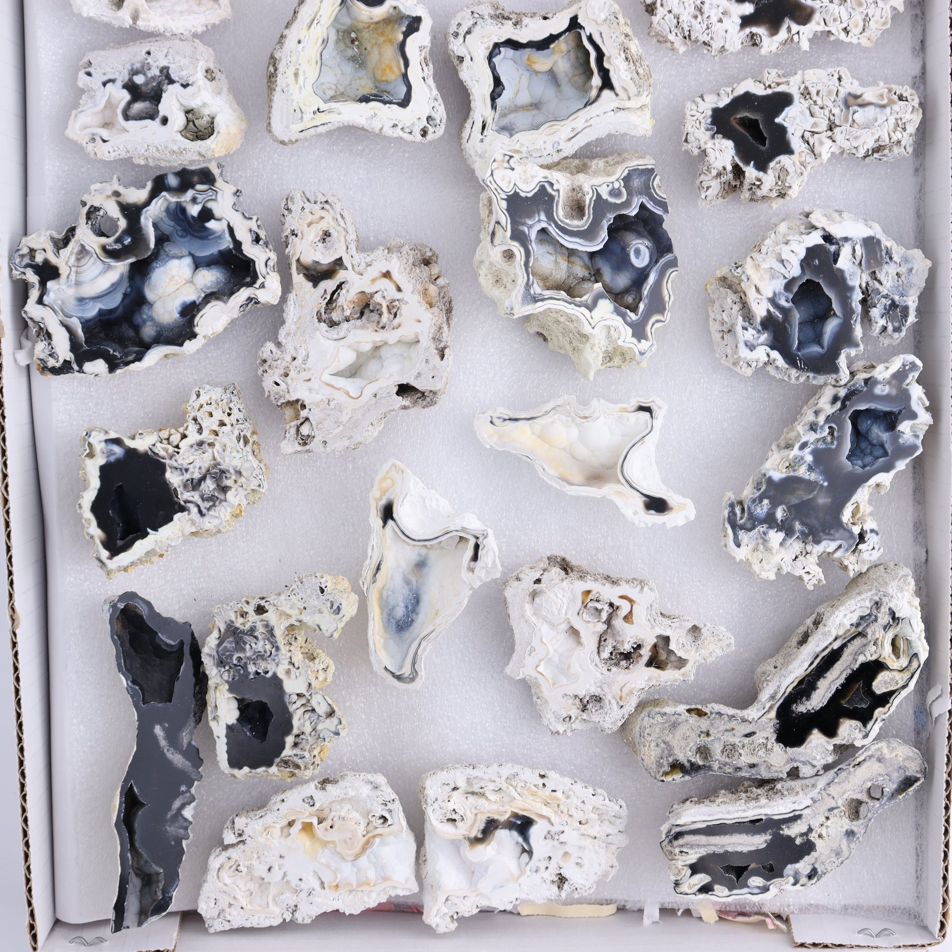 Agatized Coral Flat - Expert Wholesale and Supplier of Wholesale Crystals & Bulk Gemstones, ["Agate","Agatized Coral","Coral","United States"]