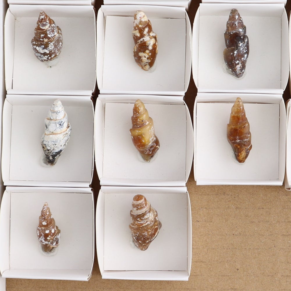 Agate-Replaced Shells Set of 18 - wholesale crystals
