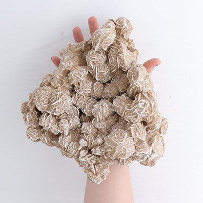 Desert Rose Set of 2