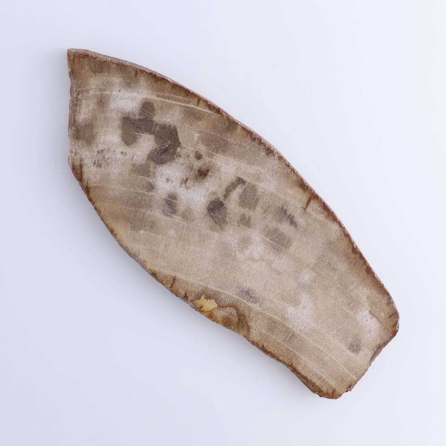 Petrified Wood Slices & Slabs Set of 4 - Expert Wholesale and Supplier of Wholesale Crystals & Bulk Gemstones, ["Freeforms","Indonesia","Petrified Wood","Slices and Slabs"]