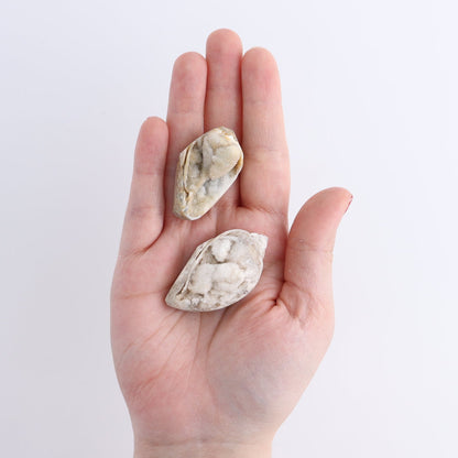 Crystalized Shells Set of 4