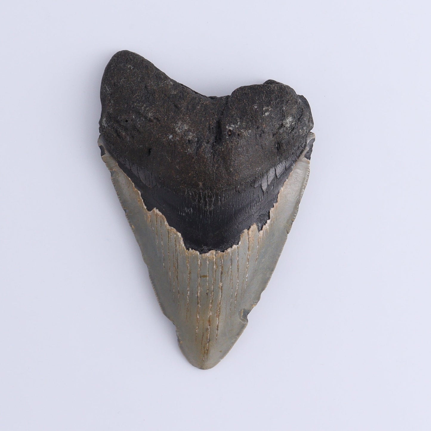 Megalodon Teeth Set of 3 - Expert Wholesale and Supplier of Wholesale Crystals & Bulk Gemstones, ["Megalodon Teeth","United States"]