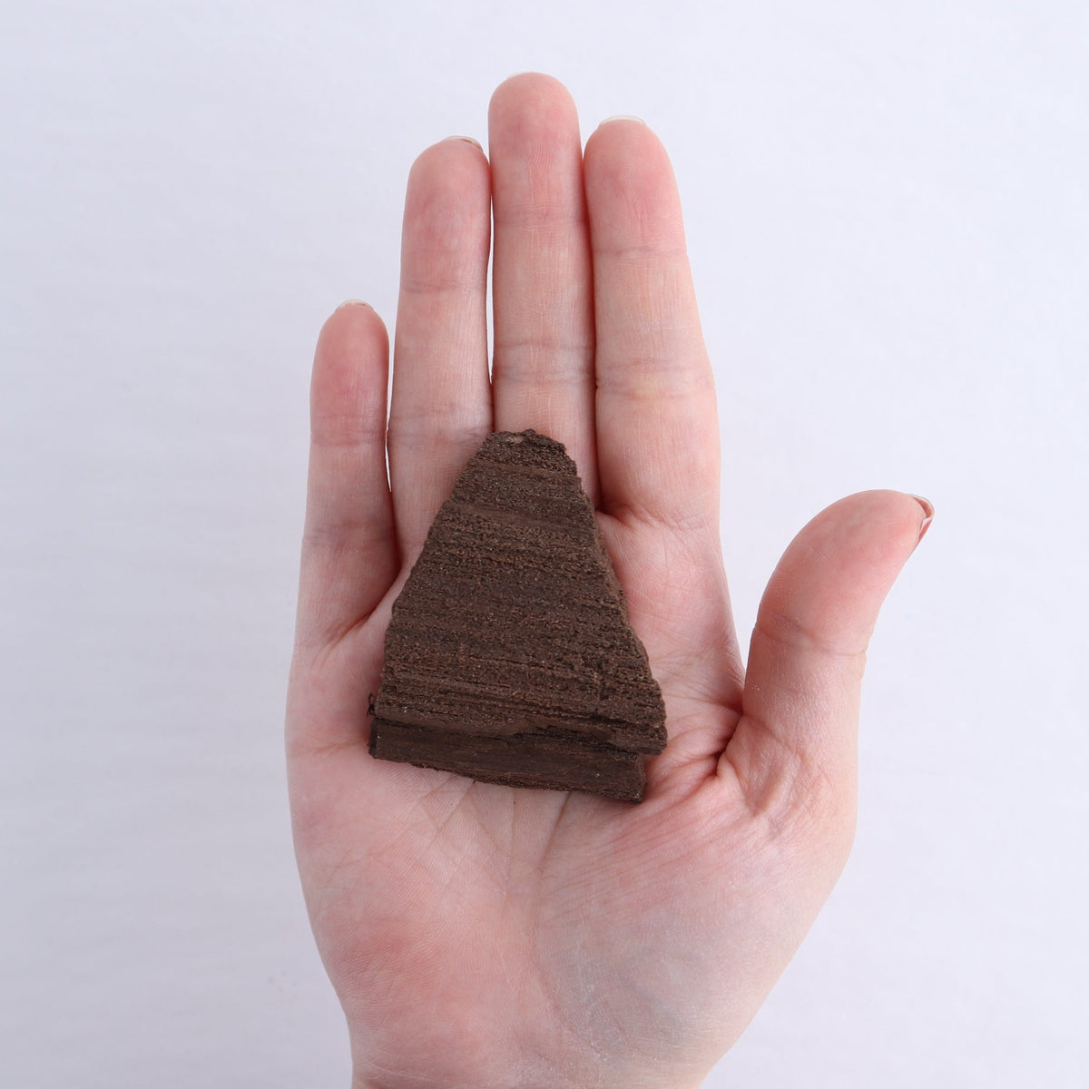 Permineralized Wood Flat of 6