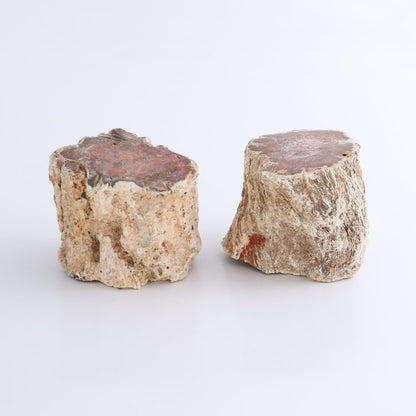 Petrified Wood Cut Bases Set of 8