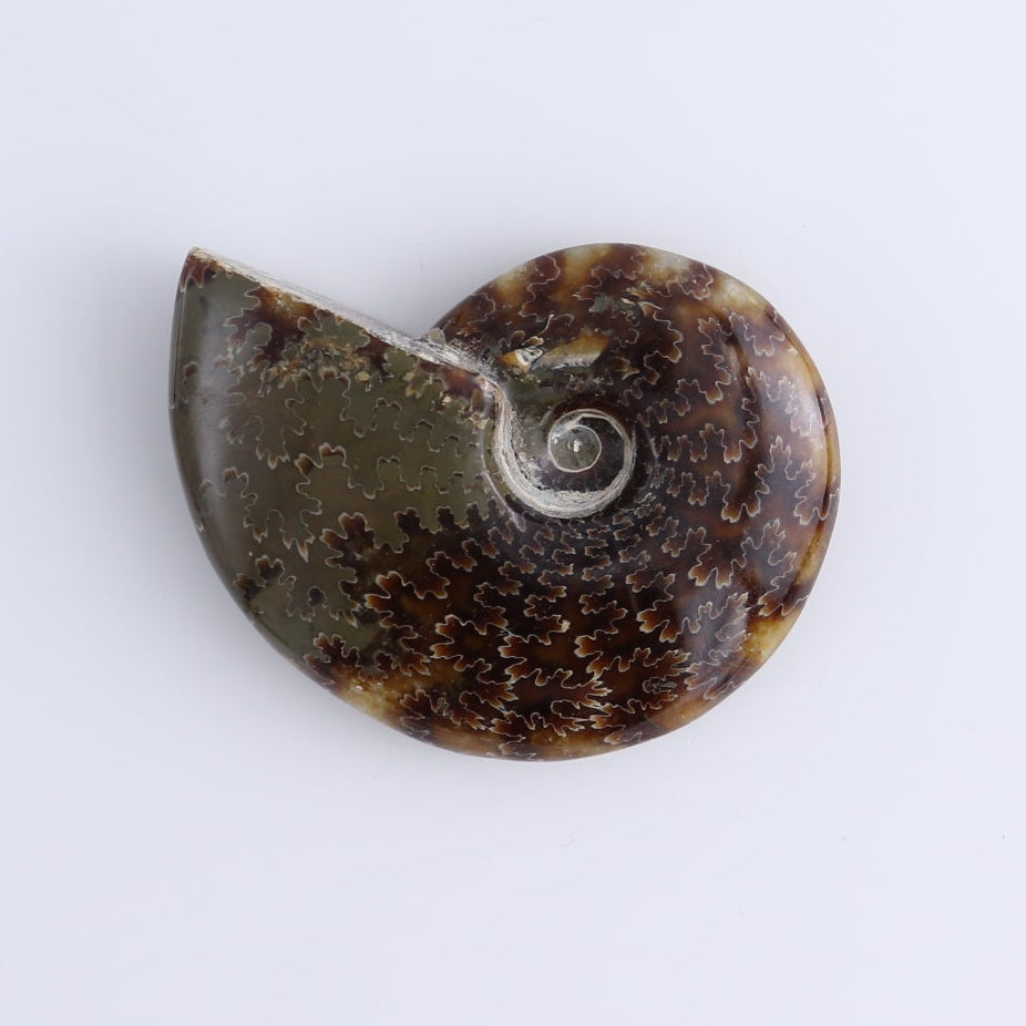 Ammonite Shells Set of 5
