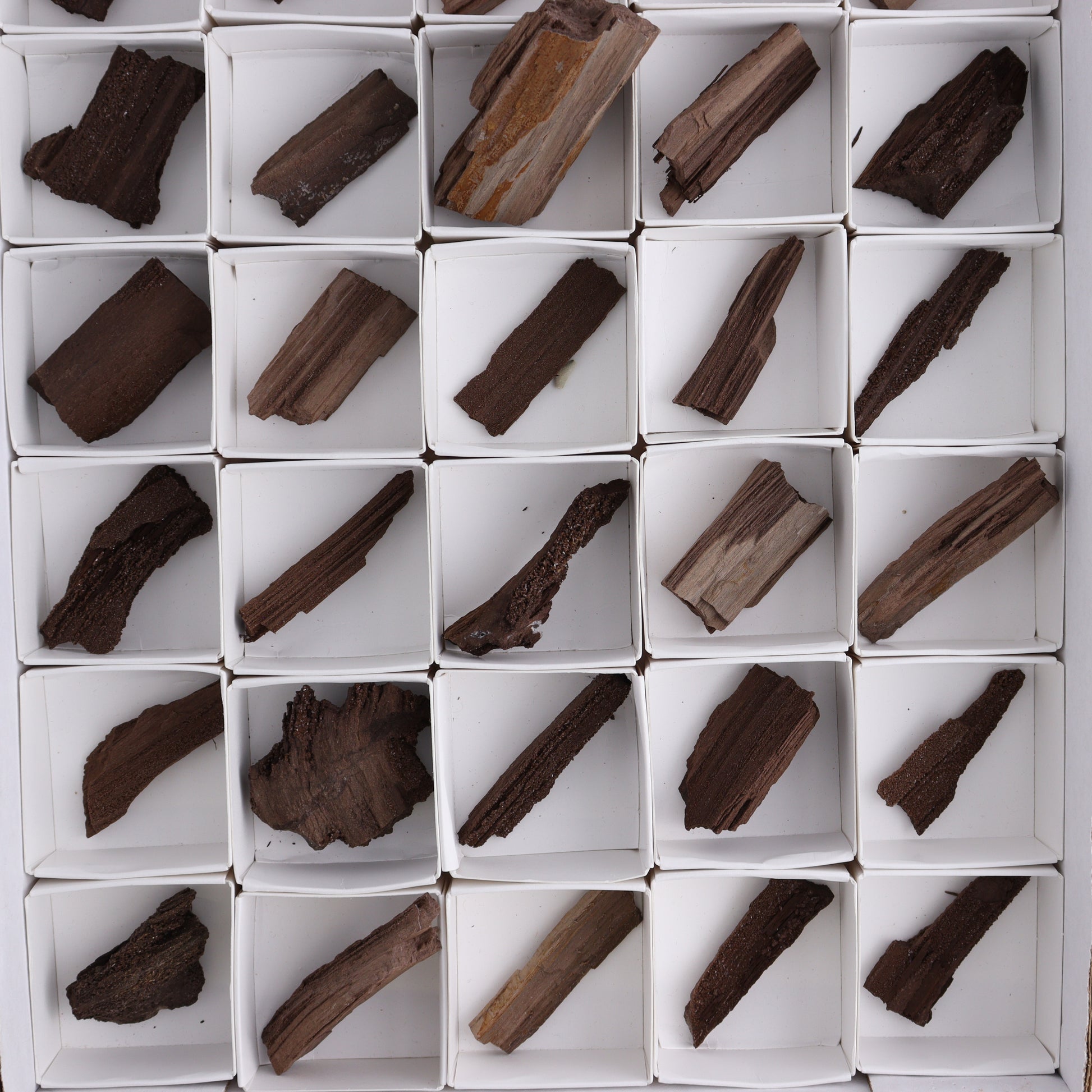 Permineralized Wood Flat of 35 - Expert Wholesale and Supplier of Wholesale Crystals & Bulk Gemstones, ["Flats","Germany","Permineralized Wood"]