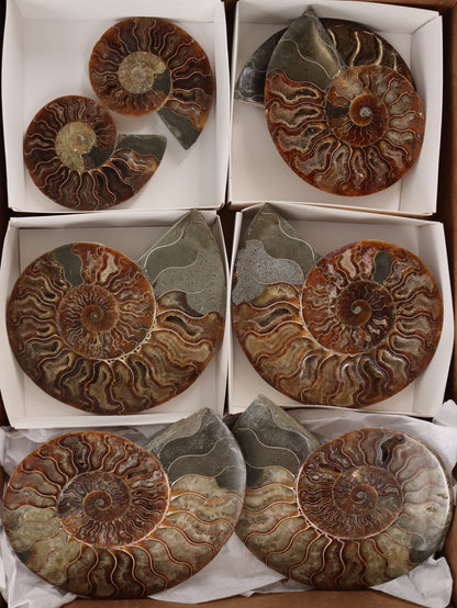 Ammonite Pairs Set of 4