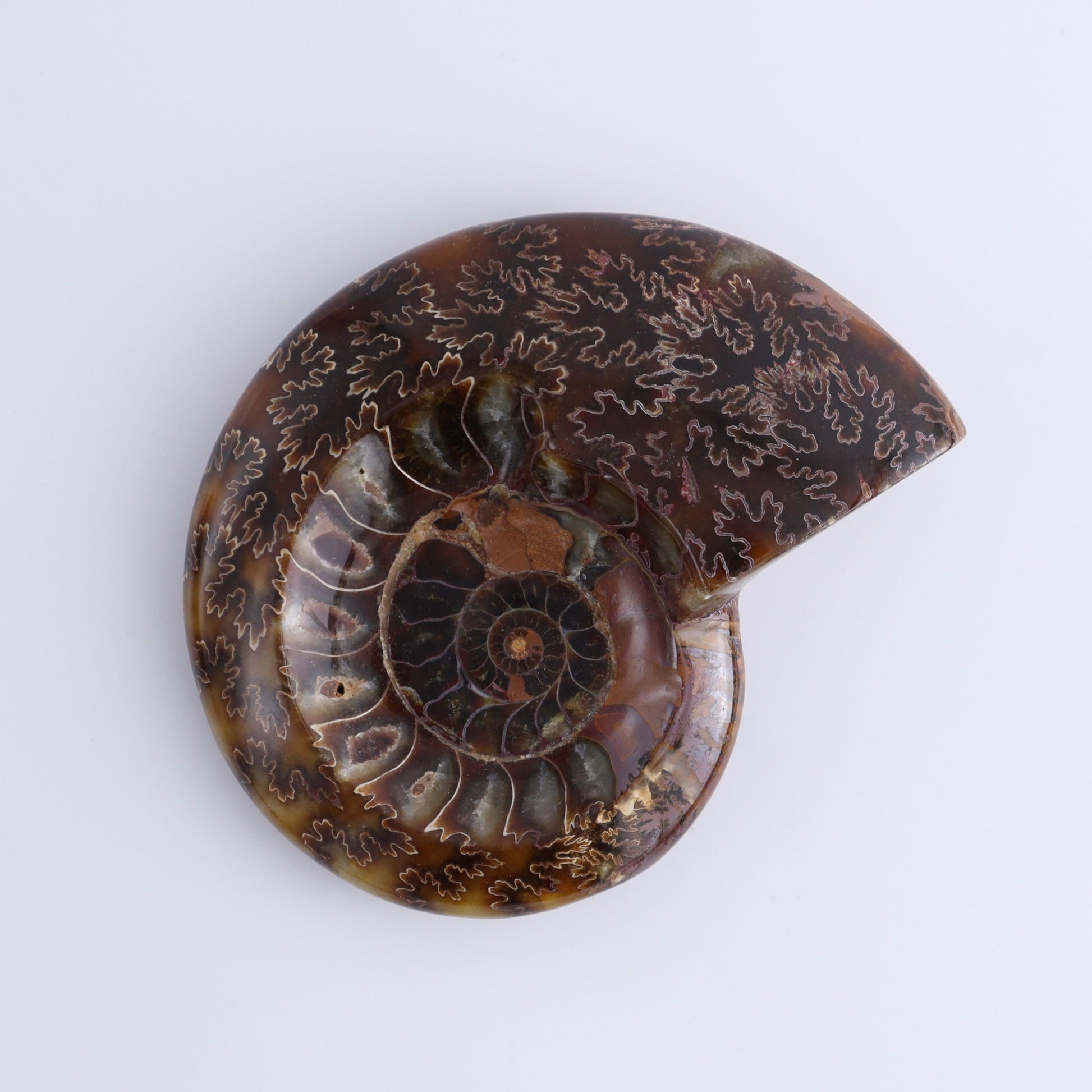 Ammonite Bowls Set of 4 - Expert Wholesale and Supplier of Wholesale Crystals & Bulk Gemstones, ["Ammonite","close_30","Madagascar","shells"]