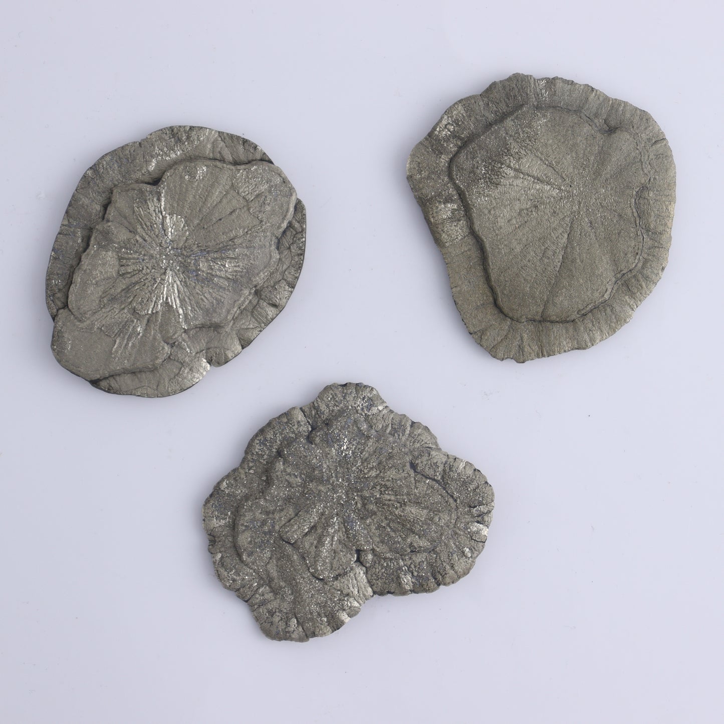 Pyrite Suns Flat of 16 - Expert Wholesale and Supplier of Wholesale Crystals & Bulk Gemstones, ["Pyrite","Suns","United States"]